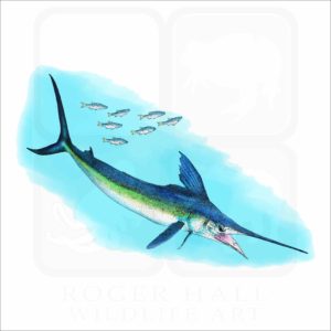 White Marlin illustration