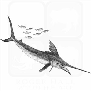 White Marlin