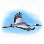 White-Naped Crane illustration