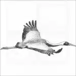 White-Naped Crane