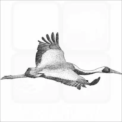 White-Naped Crane