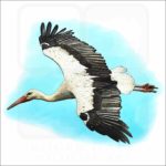 White Stork illustration