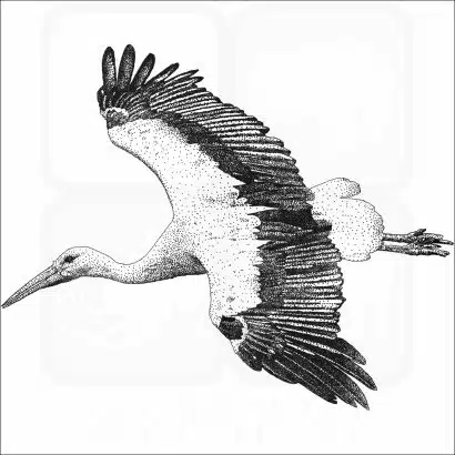 White Stork