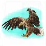 White-Tailed Eagle illustration
