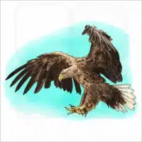 White-Tailed Eagle illustration
