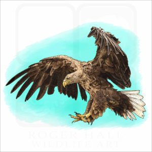 White-Tailed Eagle illustration