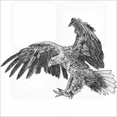 White-Tailed Eagle