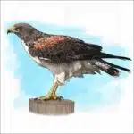 White-Tailed Hawk illustration