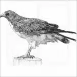 White-Tailed Hawk