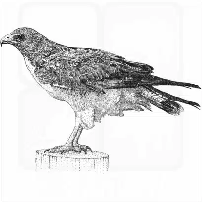 White-Tailed Hawk