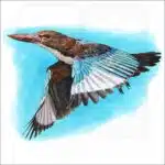 White-Throated Kingfisher illustration of a White-Throated Kingfisher