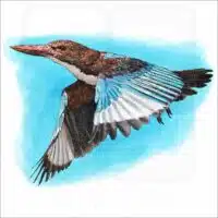 White-Throated Kingfisher illustration of a White-Throated Kingfisher