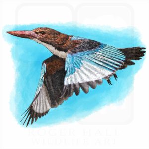 White-Throated Kingfisher illustration of a White-Throated Kingfisher