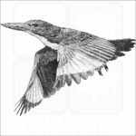 White-Throated Kingfisher