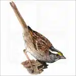 White-Throated Sparrow illustration