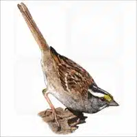 White-Throated Sparrow illustration