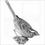 White-Throated Sparrow