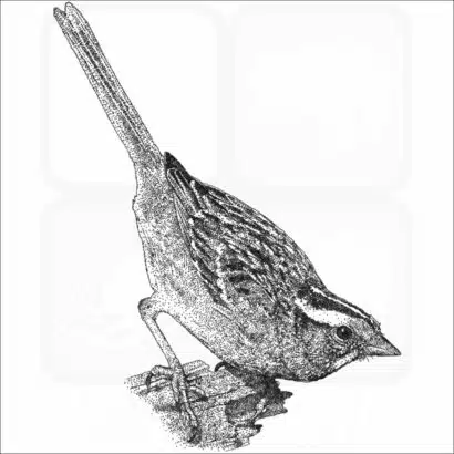 White-Throated Sparrow