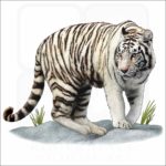 White Bengal Tiger illustration
