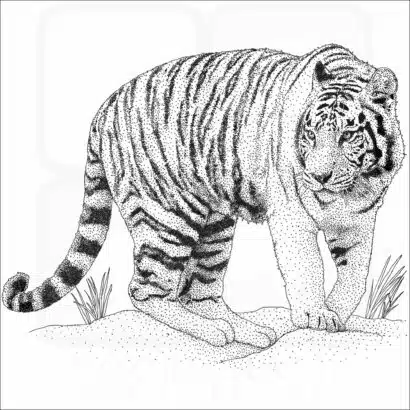 White Bengal Tiger
