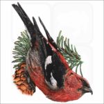White-Winged Crossbill illustration