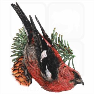 White-Winged Crossbill illustration