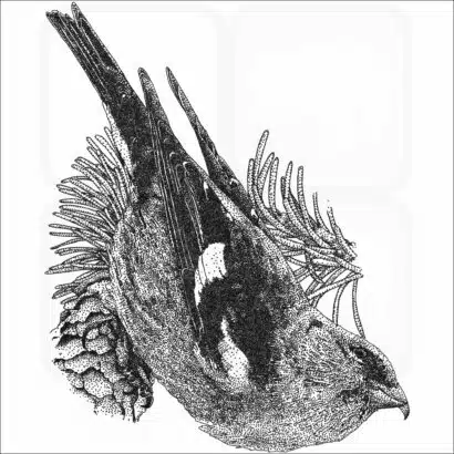 White-Winged Crossbill