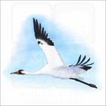 Whooping Crane illustration
