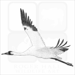 Whooping Crane