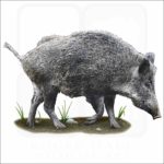 Eurasian Wild Boar illustration