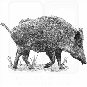 Eurasian Wild Boar