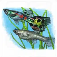 Wild Guppies illustration