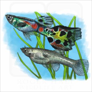 Wild Guppies illustration