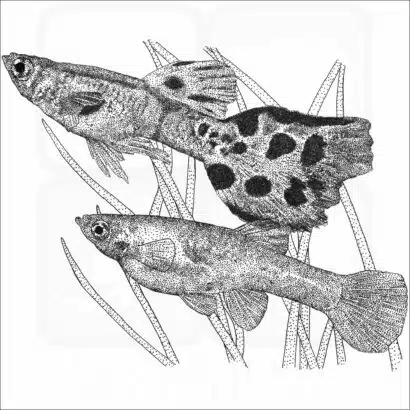 Wild Guppies