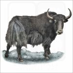Wild Yak illustration