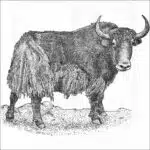 Wild Yak