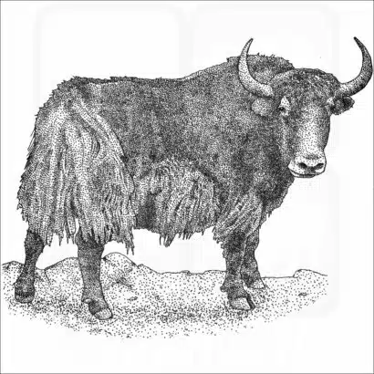 Wild Yak