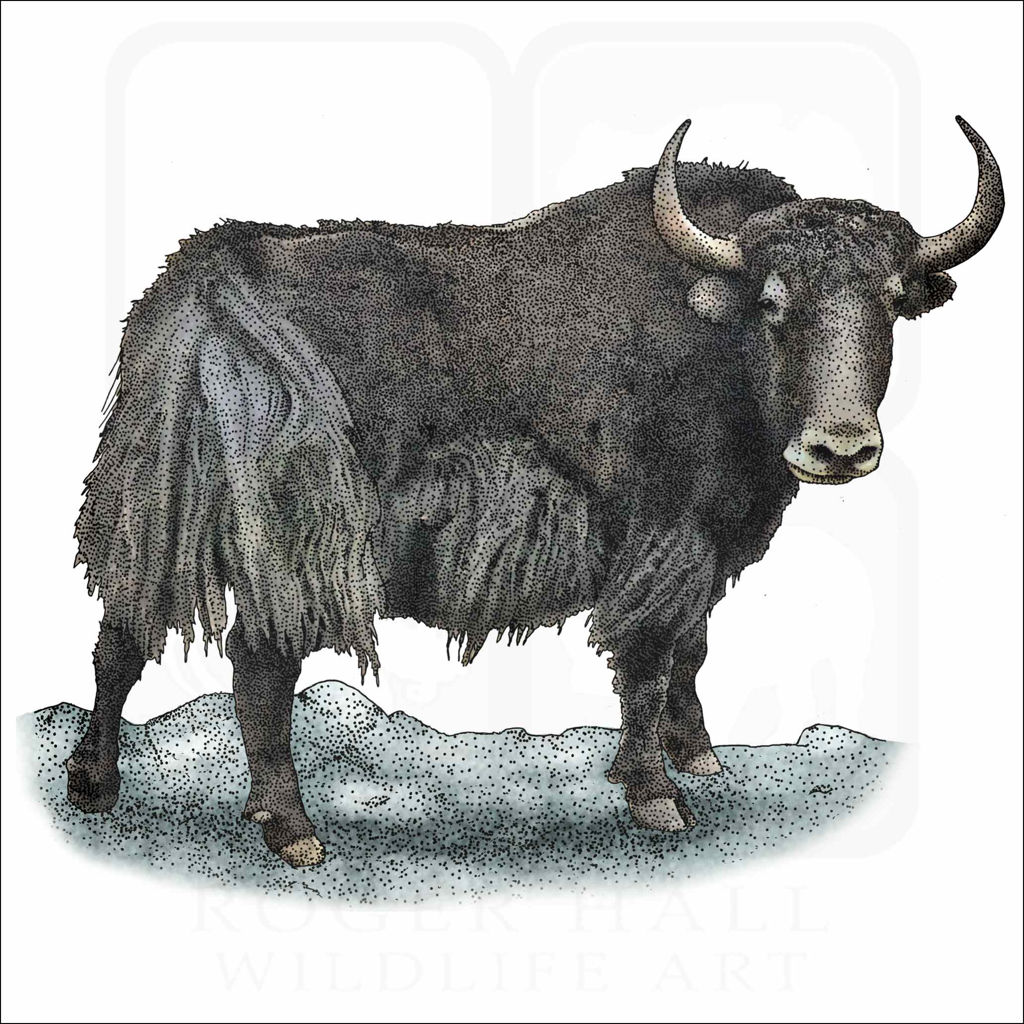 Wild Yak Wild Yak illustration