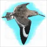 Willet illustration