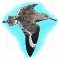 Willet illustration