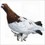 Willow Ptarmigan illustration
