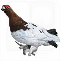 Willow Ptarmigan illustration