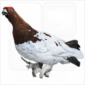 Willow Ptarmigan illustration