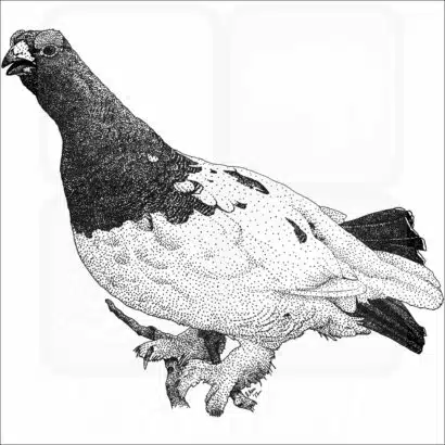 Willow Ptarmigan
