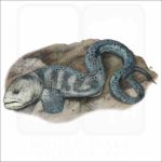 Wolf Eel illustration