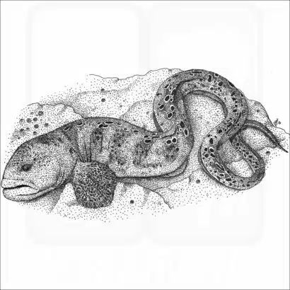 Wolf Eel