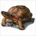 Wood Turtle illustration