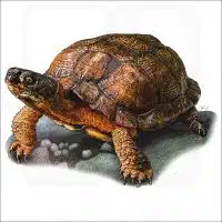 Wood Turtle illustration