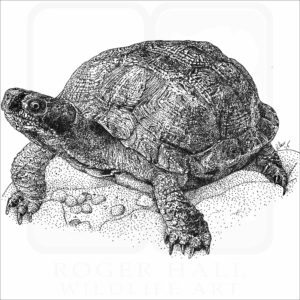 Wood Turtle
