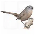 Wrentit illustration